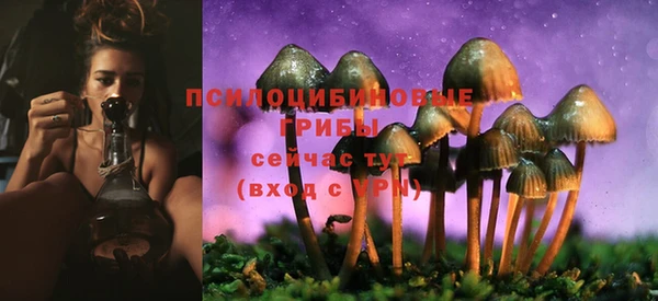 прущие грибы Вязьма