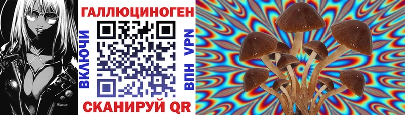ссылка на мегу Камышин маркетплейс клад Псилоцибиновые грибы Psilocybine cubensis